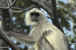 Langur, Pench National Park.jpg