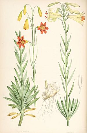 Lilium parryi.jpg