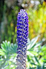 Lupinus alopecuroides 2 - Páramo de Ocetá.jpg