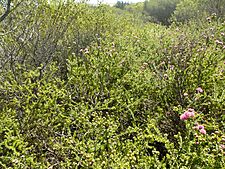 Melaleuca amydra (habit)