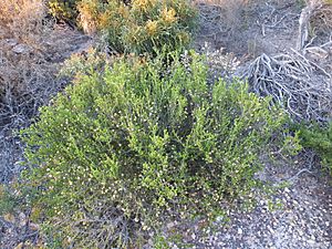 Melaleuca araucarioides (habit).JPG