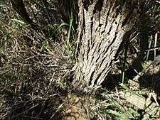 Melaleuca depressa (bark)