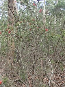 Melaleuca megalongensis habit