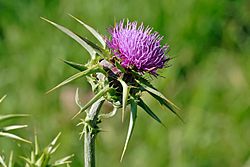 Milk thistle flowerhead