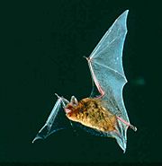 Myotis austroriparius 2.jpg