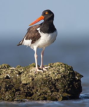 Oyster catcher by Dan Pancamo