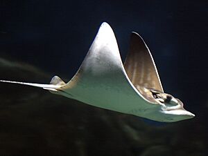 Pteromylaeus bovinus valencia.jpg