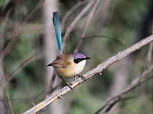 Purple-crowned Fairy-wren "Malurus coronatus".jpg