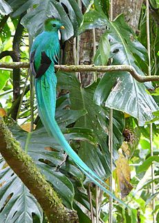 Quetzal4