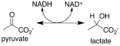 Reaction catalyzed by lactate dehydrogenase