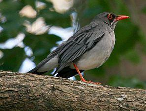 Red-legged Thrush (Turdus plumbeus) RWD