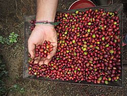 Red coffee beans