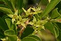 Rhamnus saxatilis (Felsen-Kreuzdorn) IMG 7432