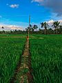 Rice field