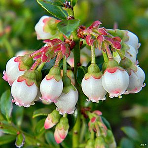 Shiny blueberry (Vaccinium myrsinites) (7154743184).jpg