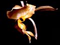 Stanhopea pozoi Orchi 001