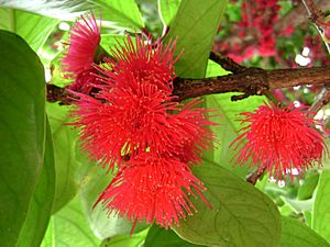 Syzygium malaccense, flowers