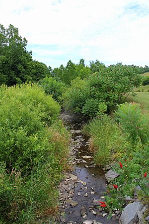 Trout Brook 2