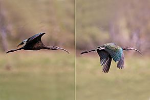 White-faced ibis (Plegadis chihi) immature in flight composite