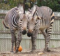 ZooHartmannsMountainZebra