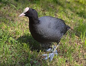 Лысуха (Fulica atra), Калининград.jpg