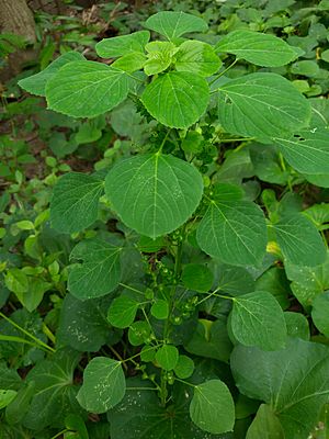 Acalypha indica bd0