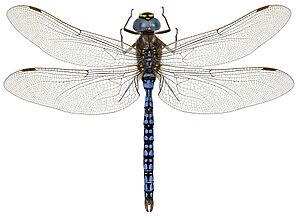 Aeshna caerulea