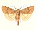 Agrotis-fasciata.jpg