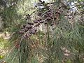 Allocasuarina distyla cones 3