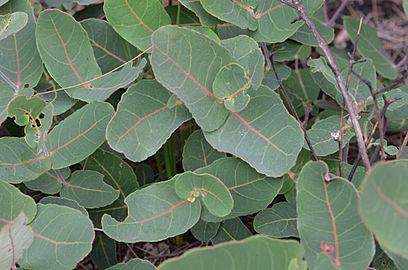 Angophora hispida DSC 4503 (27666550975)