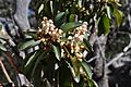 Arbutus xalapensis flowers 1