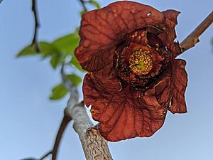 Asimina triloba pollination