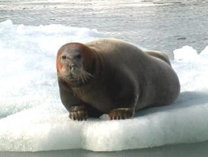 Beardedseal2