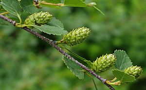 Betula glandulosa ÖBG 2012-05-28 01.jpg