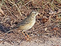 Blyth s Pipit Anthus godlewskii.jpg