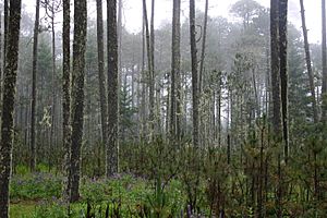 Bosque Cajonos