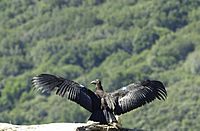 California-condor