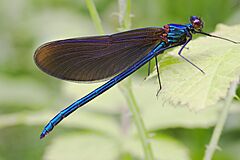 Calopteryx virgo male