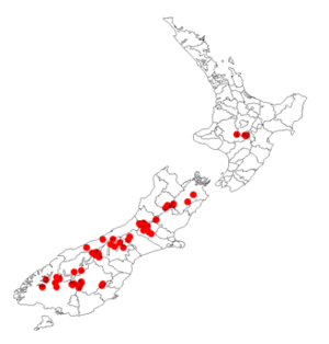 Carex berggrenii DistMapNZ.png