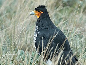 Carunculated Caracara