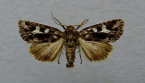 Celaena haworthii