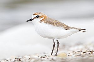 Charadrius ruficapillus non-breeding - Ralph's Bay