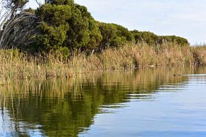 Clayton Bay Wetland Vegetation