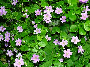 Claytonia sibirica Eglinton