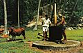 Coconut oil making Seychelles