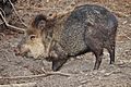 Collared peccary02 - melbourne zoo