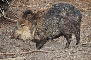 Collared peccary02 - melbourne zoo