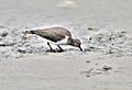 Common Sandpiper (Actitis hypoleucos) probing mud banks in Kolkata I IMG 4169