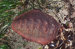 Cryptochiton stelleri.jpg