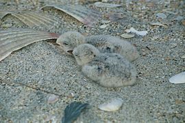 DOC Fairy Tern photos 11